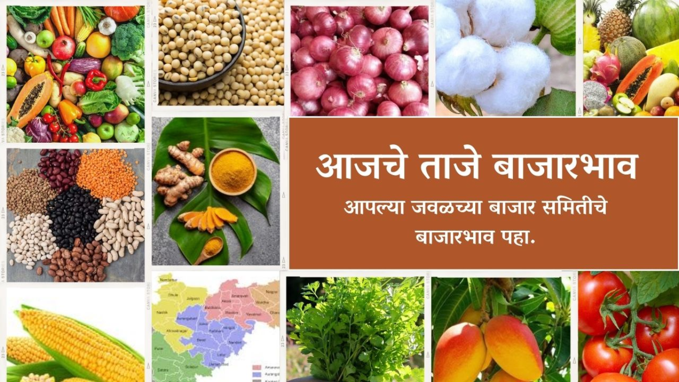 💰 बाजार भाव आणि उत्पादन माहिती